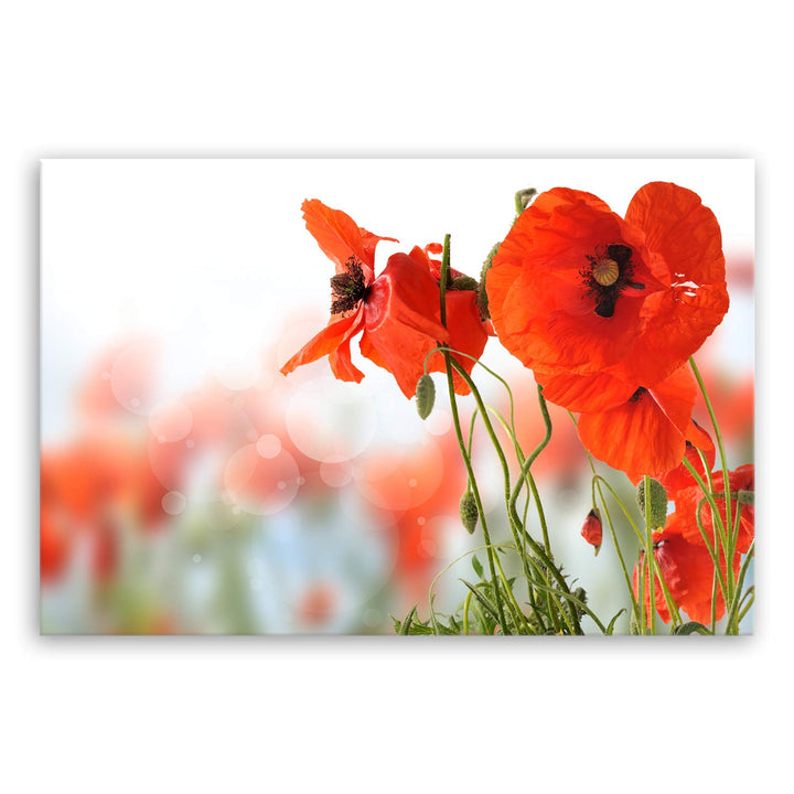 ge Bildet Bild auf Leinwand | Mohn - Blumen Rot Natur D in 120x80 cm als Wandbild XXL | Wand-deko De