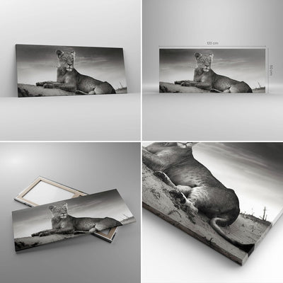 Wandbilder Dekoration Wohnzimmer Tierwelt weiblich katze Tier Panorama Bilder auf Leinwand 120x50cm