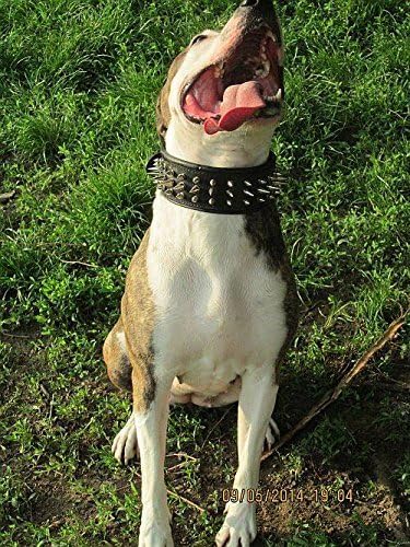 Bestia "Danger Echtleder Hundehalsband mit Schraubspitzen und Leder Innenpolsterung. 6,5 cm breit M