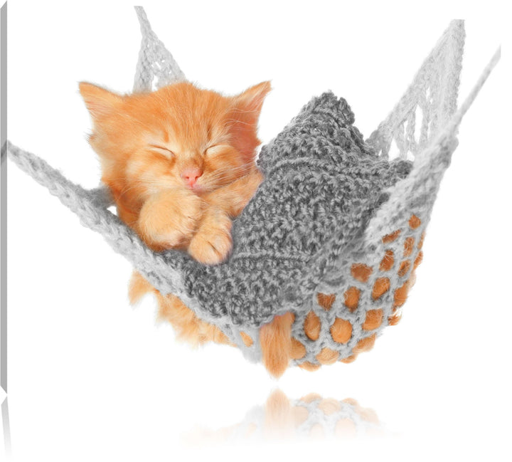 Pixxprint Katzenbaby in Hängematte als Leinwandbild/Grösse: 100x70 / Wandbild/Kunstdruck/fertig besp