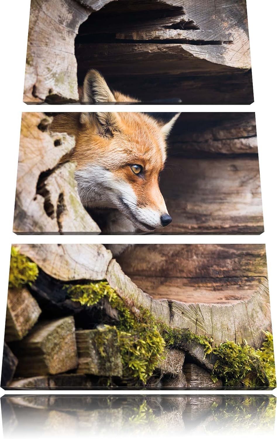 Pixxprint Fuchs im Baumstamm als Leinwandbild/Grösse: 3 Teilig (120x80) cm/Wandbild/Kunstdruck/ferti
