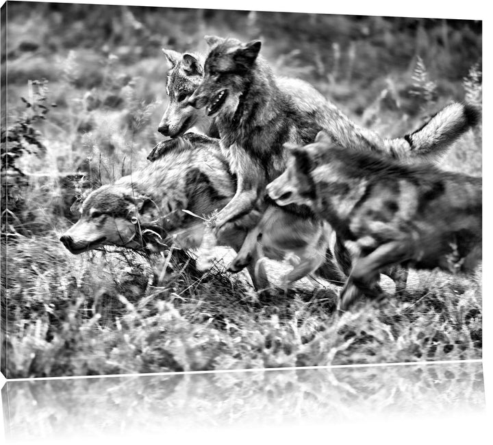 Pixxprint Tobendes Wolfsrudel als Leinwandbild/Grösse: 100x70 / Wandbild/Kunstdruck/fertig bespannt,