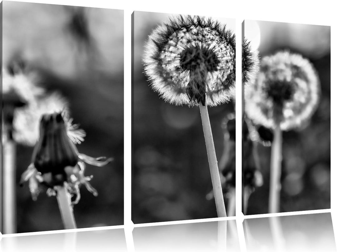 Pixxprint Pusteblume als Leinwandbild/Grösse: 3 Teilig (120x80) cm/Wandbild/Kunstdruck/fertig bespan