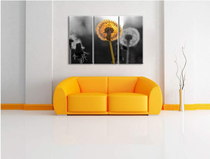 schöne Pusteblumen beim Sonnenuntergang schwarz/weiss 3-Teiler Leinwandbild 120x80 Bild auf Leinwand