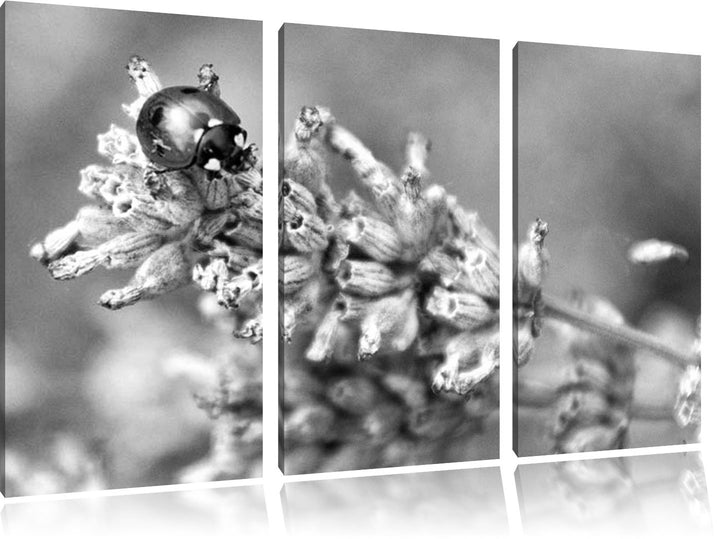 Pixxprint Kleiner Marienkäfer auf Lavendel Kunst B&W 3-Teiler Leinwandbild 120x80 Bild auf Leinwand
