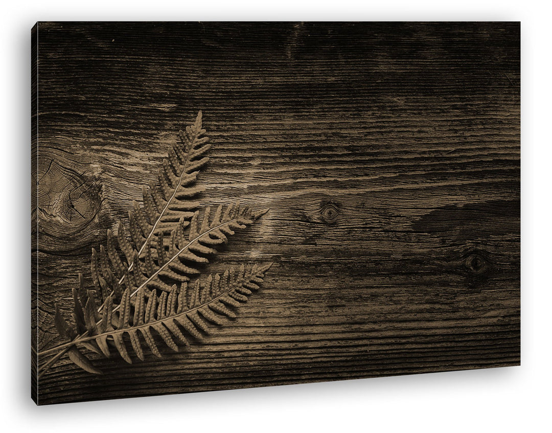 deyoli kleiner grüner Farn auf einer Holztischplatte Format: 80x60 Effekt: Sepia als Leinwandbild, M