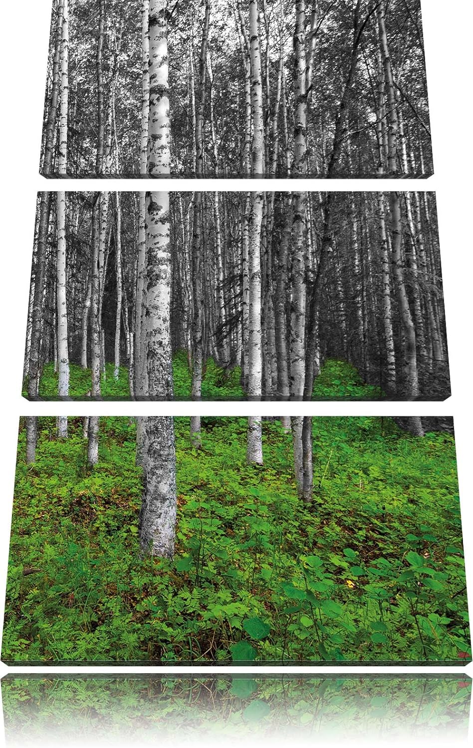 Pixxprint Kleiner ansehnlicher Birkenwald als Leinwandbild/Grösse: 3 Teilig (120x80) cm/Wandbild/Kun