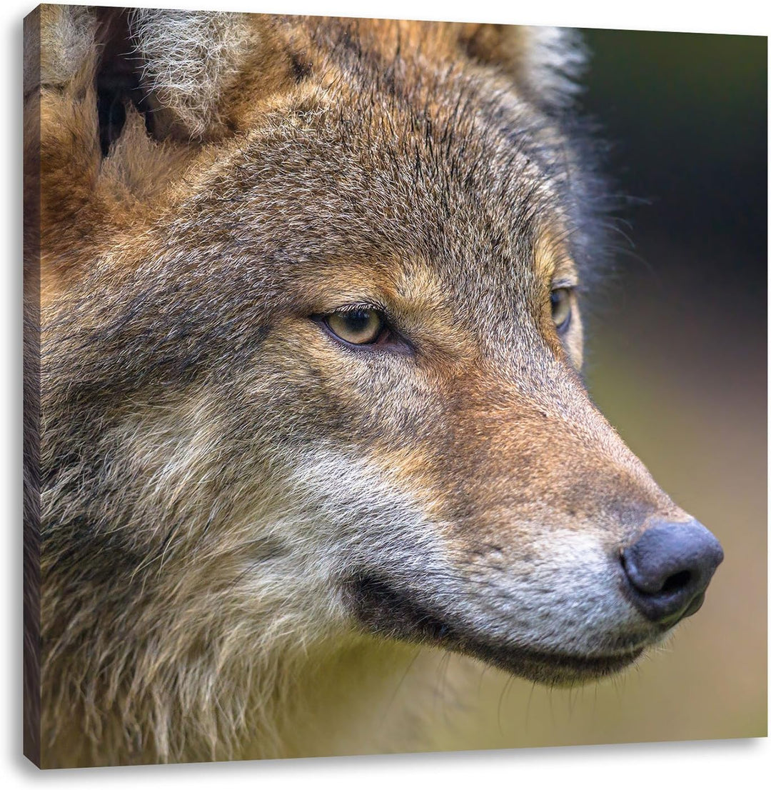 Pixxprint Porträt des europäischen Wolfes als Leinwandbild/Grösse: 70x70 cm/Wandbild/Kunstdruck/fert
