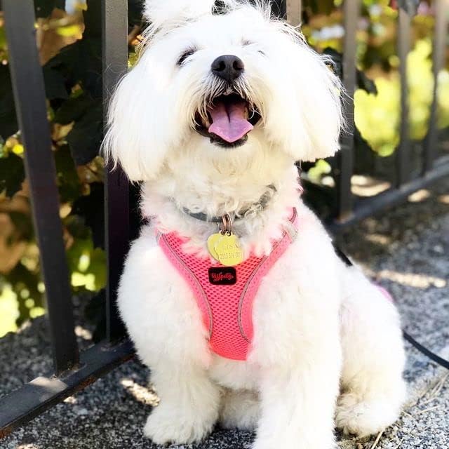 TAİLPETZ AM - HUNDEGESCHIRR (2XS, Neon-Pink) Neonpink 2XS (Brustumfang 30,5–33 cm), Neonpink 2XS (Br