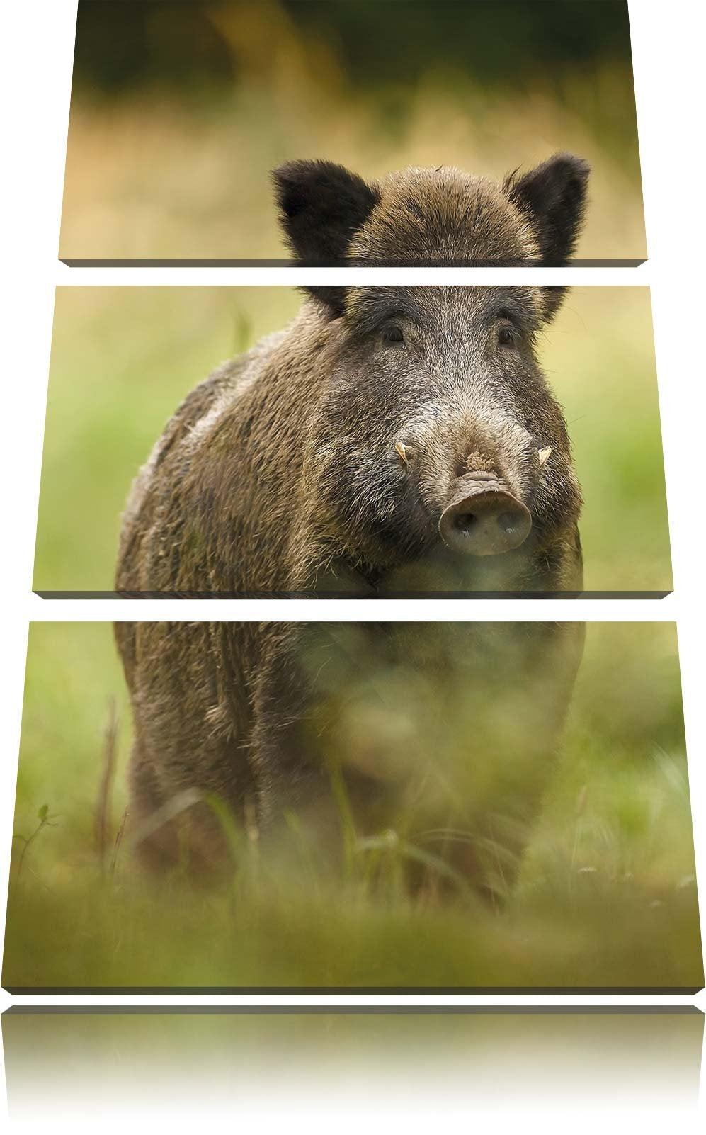 Pixxprint Wildschwein auf Wiese als Leinwandbild | Grösse: 3 Teilig (120x80) | Wandbild| Kunstdruck