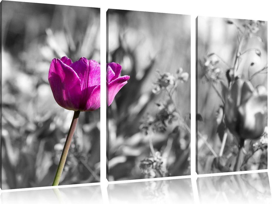 Pixxprint Blumen im Sonnenschein B&W Detail 3-Teiler Leinwandbild 120x80 Bild auf Leinwand