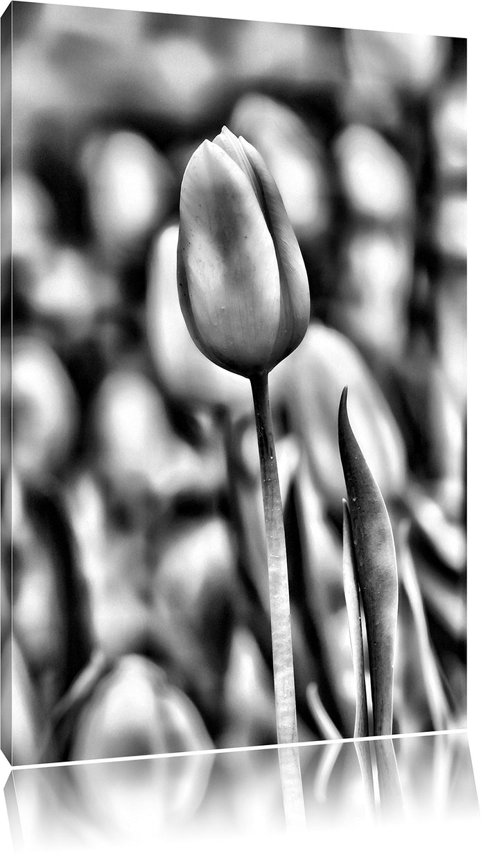 Pixxprint Gelbe Tulpen im Frühling / 100x70cm Leinwandbild bespannt auf Holzrahmen/Wandbild Kunstdru