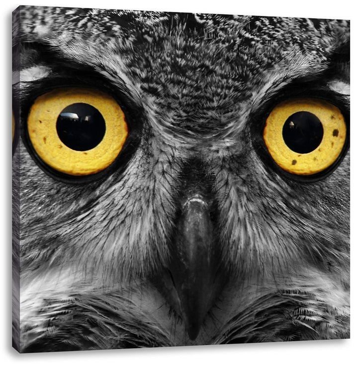 Pixxprint Aufgeweckter Uhu als Leinwandbild/Grösse: 70x70 cm/Wandbild/Kunstdruck/fertig bespannt, 70