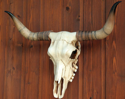 Bullenschädel Longhorn Schädel Skull Totenschädel Schädel Geweih Figur