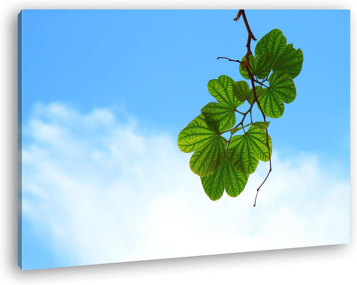 deyoli vereinzelte Blätter am Himmel Format: 80x60 als Leinwandbild, Motiv fertig gerahmt auf Echtho