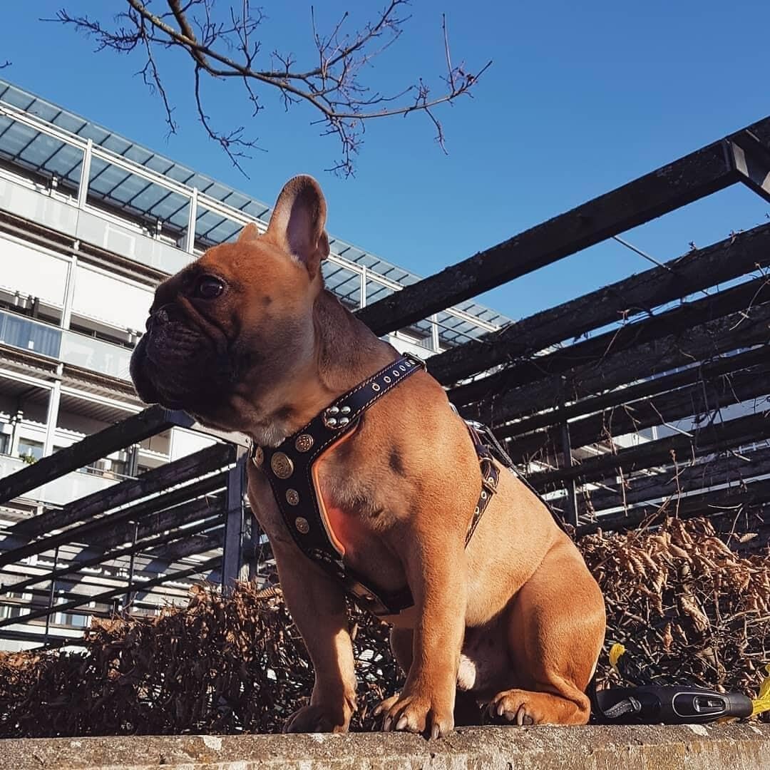 Bestia Bijou'' Hundegeschirr aus echtem Leder, für kleine bis mittelgrosse Rassen S- Mops / Frenchie
