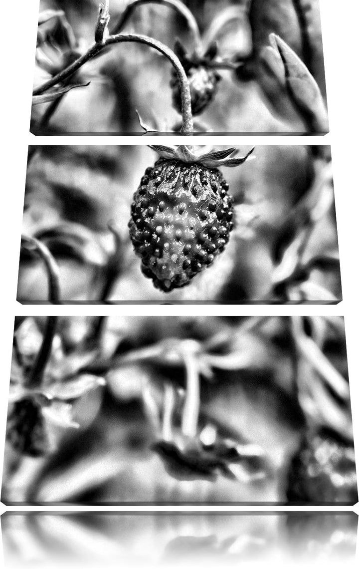 Pixxprint kleine Wilde Erdbeere als Leinwandbild/Grösse: 3 Teilig (120x80) cm/Wandbild/Kunstdruck/fe