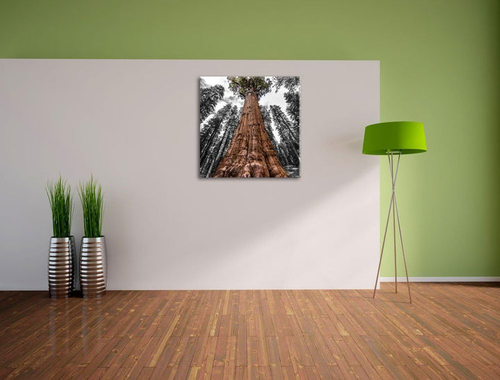 Pixxprint Riesenbaum Regenwald als Leinwandbild/Grösse: 70x70 cm/Wandbild/Kunstdruck/fertig bespannt
