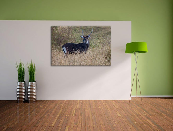 ausgewachsene Dorkasgazelle Leinwand, XXL riesige Bilder fertig gerahmt mit Keilrahmen, Kunstdruck a