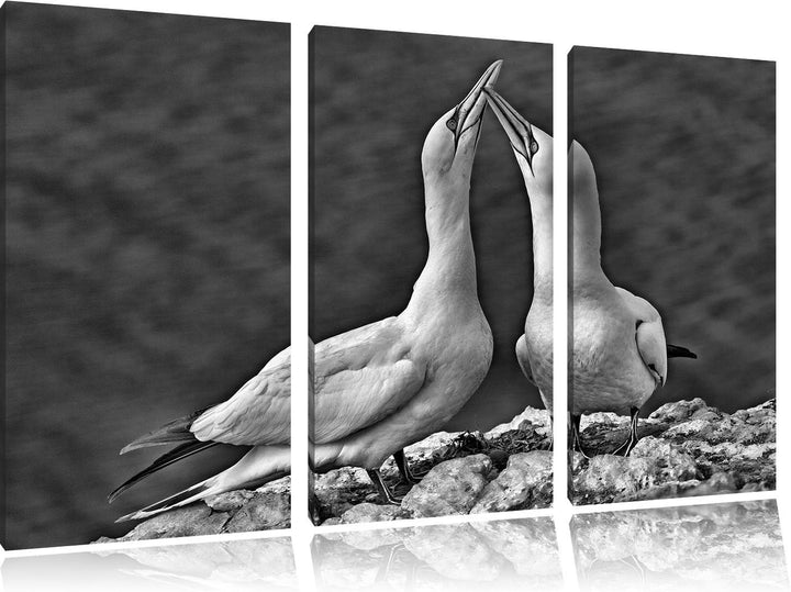 Pixxprint Monocrome, aussergewöhnliche Vögel am Meer 3-Teiler Leinwandbild 120x80 Bild auf Leinwand