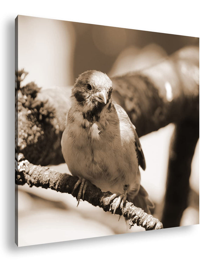neugieriger Vogel Effekt: Sepia Format: 60x60 als Leinwandbild, Motiv fertig gerahmt auf Echtholzrah