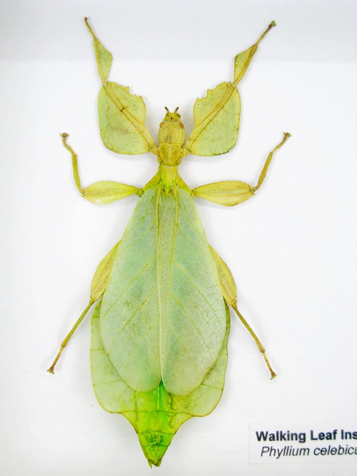 Echte präparierte und riesige Insekten, Cicaden und Krabbler im Schaukasten aus Holz hinter Glas (2