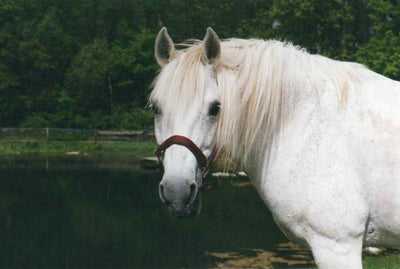 Scheidler horse-direkt Schwarzkümmelsamen ganz, 15kg, Pferd, zur Unterstützung, Einzelfuttermittel,