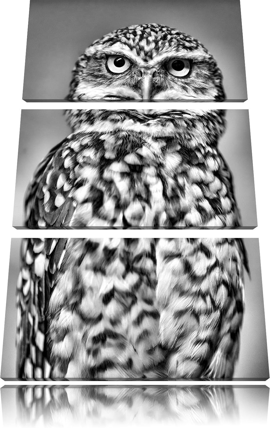Pixxprint kleine Eule als Leinwandbild/Grösse: 3 Teilig (120x80) cm/Wandbild/Kunstdruck/fertig bespa