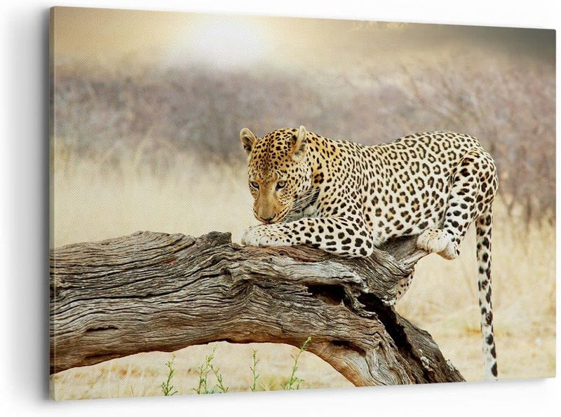 Bilder auf Leinwand 100x70cm Leinwandbild Afrika Leopard Katze Safari Gross Wanddeko Bild Schlafzimm