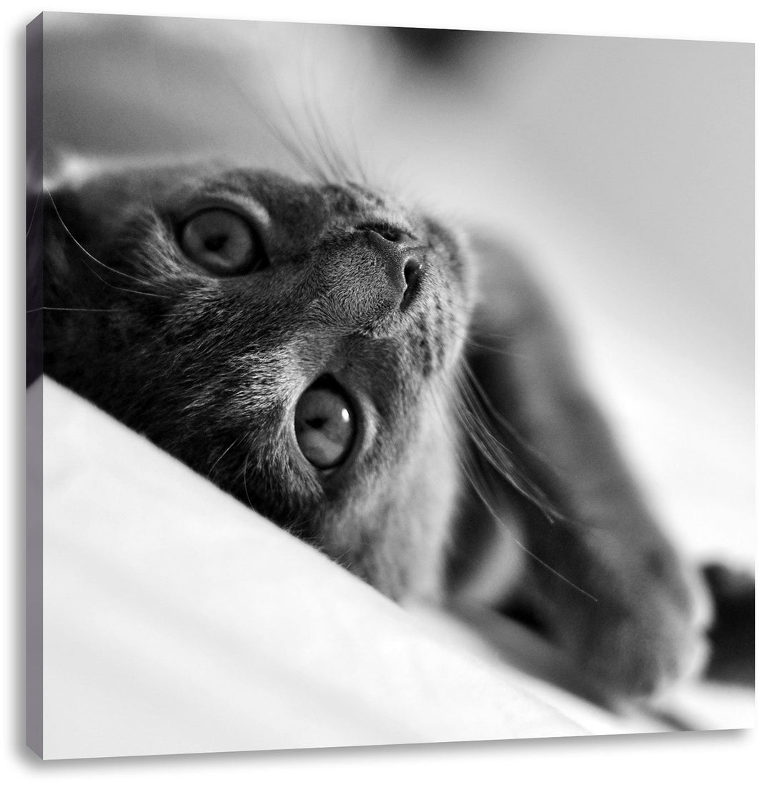 Pixxprint Niedliche Katze liegt im Bett/Format: 70x70cm / Leinwandbild fertig bespannt Wandbild Kuns