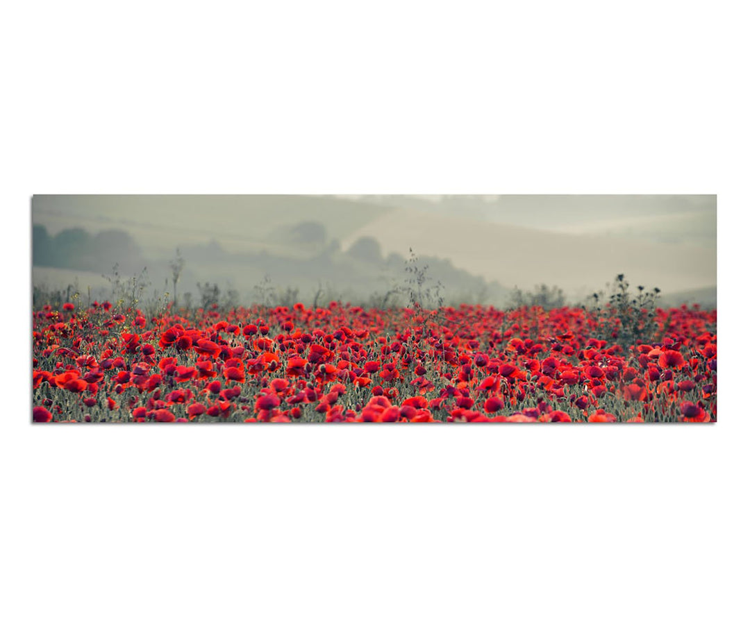 Paul Sinus Art Panoramabild auf Leinwand und Keilrahmen 150x50cm Mohnblumen Feld Nebel Sonnenaufgang