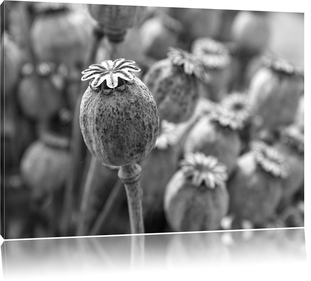 Pixxprint Mohnkapsel der Mohnblume Kunst B&W als Leinwandbild/Grösse: 100x70 / Wandbild/Kunstdruck/f