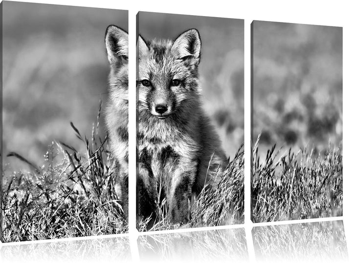 Pixxprint Kleiner Fuchs als Leinwandbild/Grösse: 3 Teilig (120x80) cm/Wandbild/Kunstdruck/fertig bes