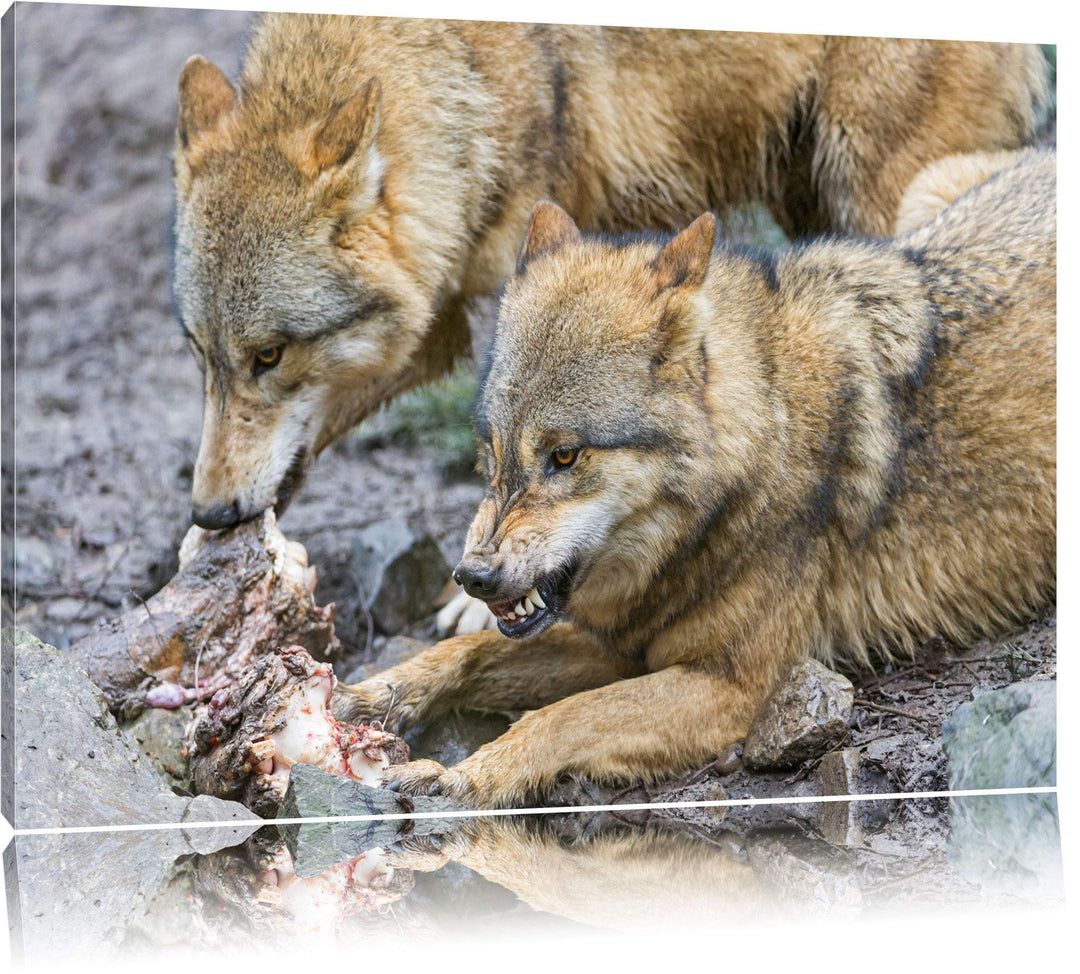 Pixxprint Wölfe beim Fressen auf Leinwand, XXL riesige Bilder fertig gerahmt mit Keilrahmen, Kunstdr