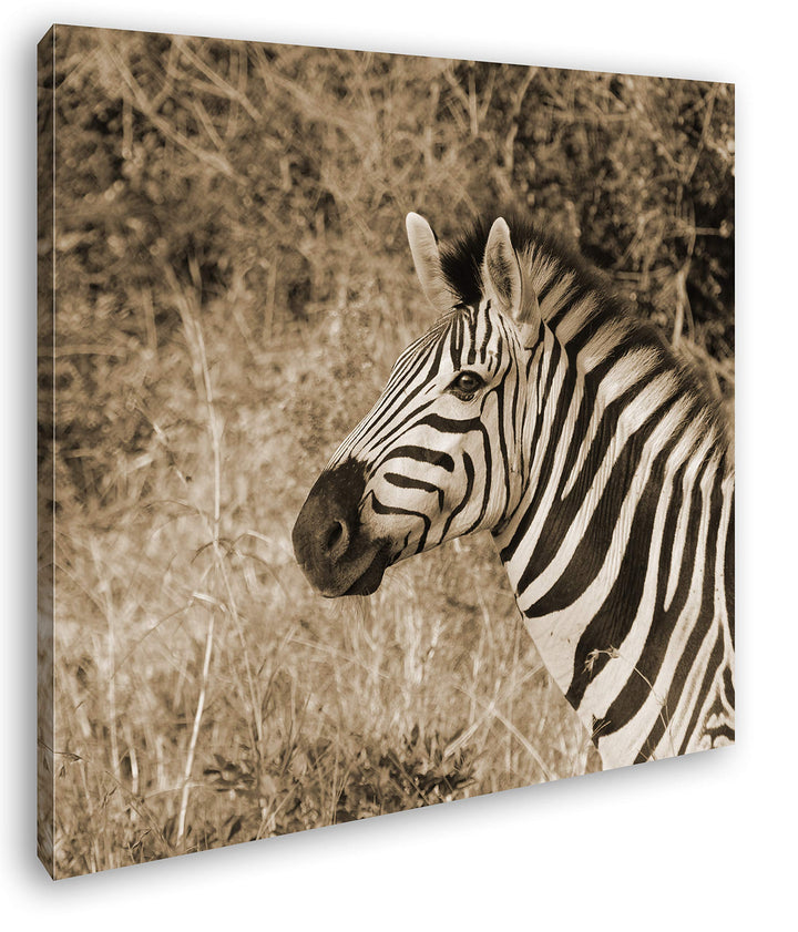 deyoli edles Zebra Format: 60x60 Effekt: Sepia als Leinwandbild, Motiv fertig gerahmt auf Echtholzra