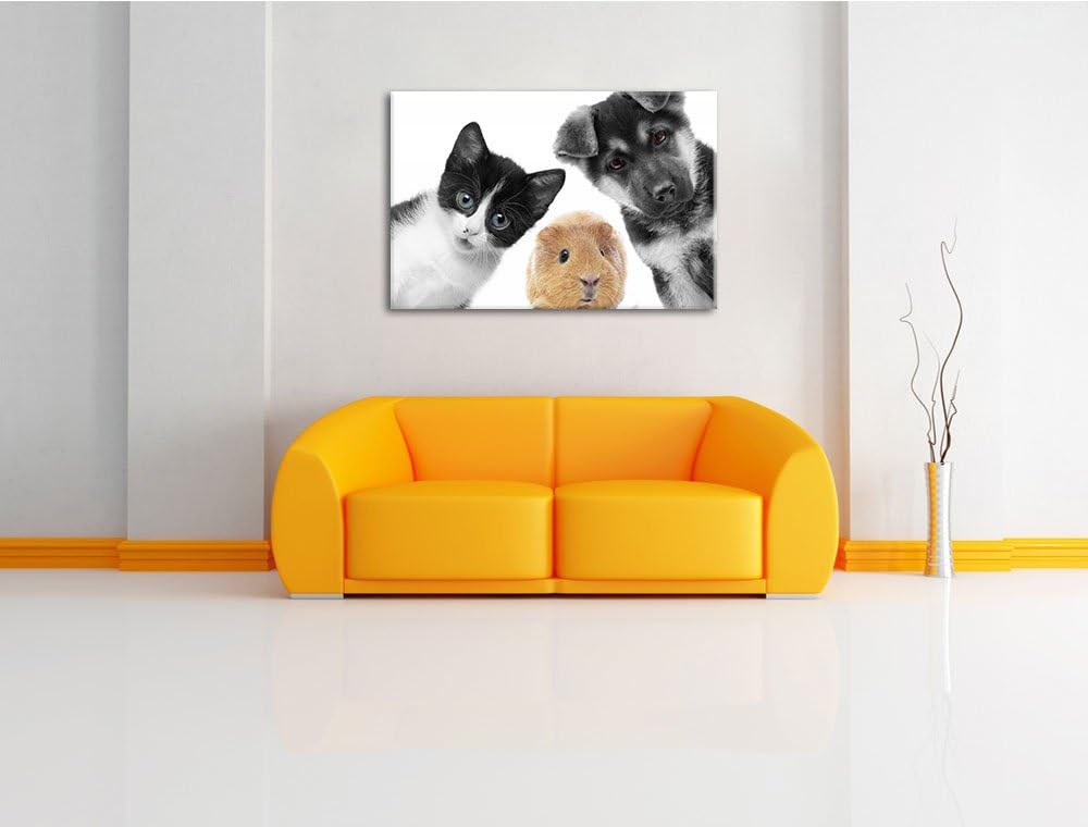 süsses Trio Hund Katze Meerschweinchen schwarz/weiss Format: 100x70 auf Leinwand, XXL riesige Bilder