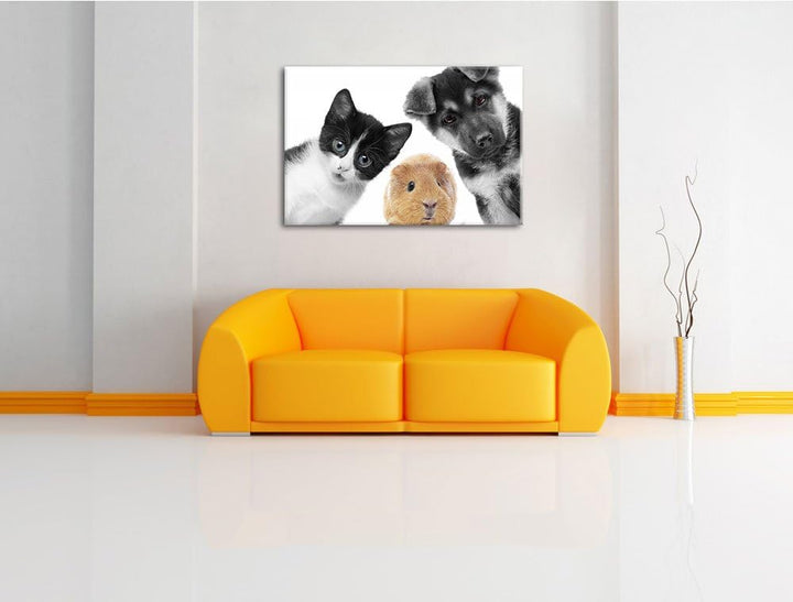 süsses Trio Hund Katze Meerschweinchen schwarz/weiss Format: 100x70 auf Leinwand, XXL riesige Bilder