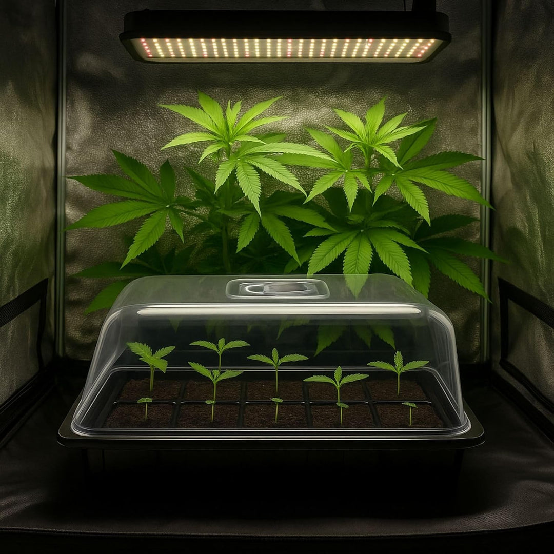 Weedness Gewächshaus Grow 39 x 59 x 21 cm - Grow Anbau Indoor &amp; Outdoor Tomaten Anzucht Mini Zimmer