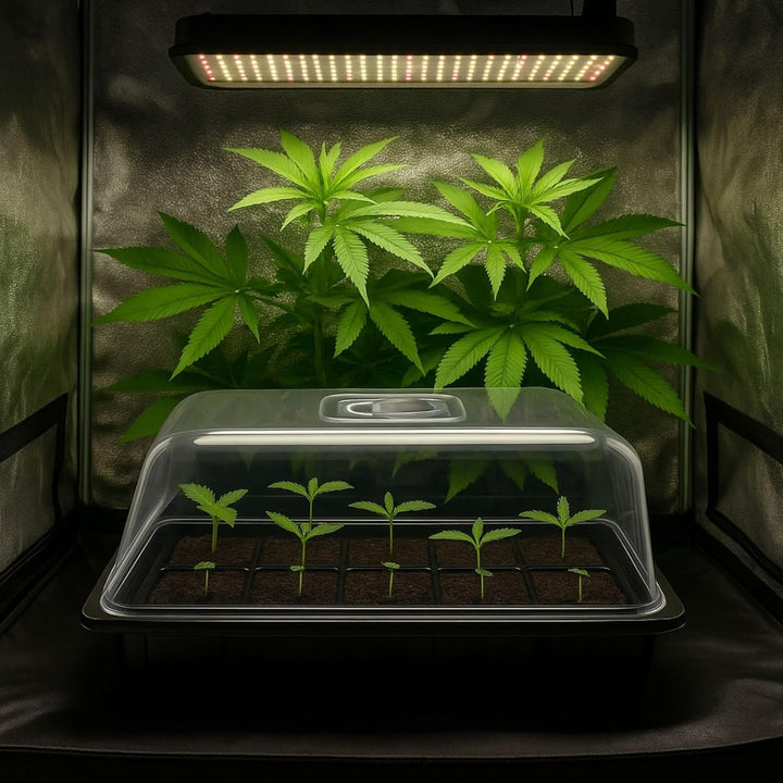 Weedness Gewächshaus Grow 39 x 59 x 21 cm - Grow Anbau Indoor &amp; Outdoor Tomaten Anzucht Mini Zimmer