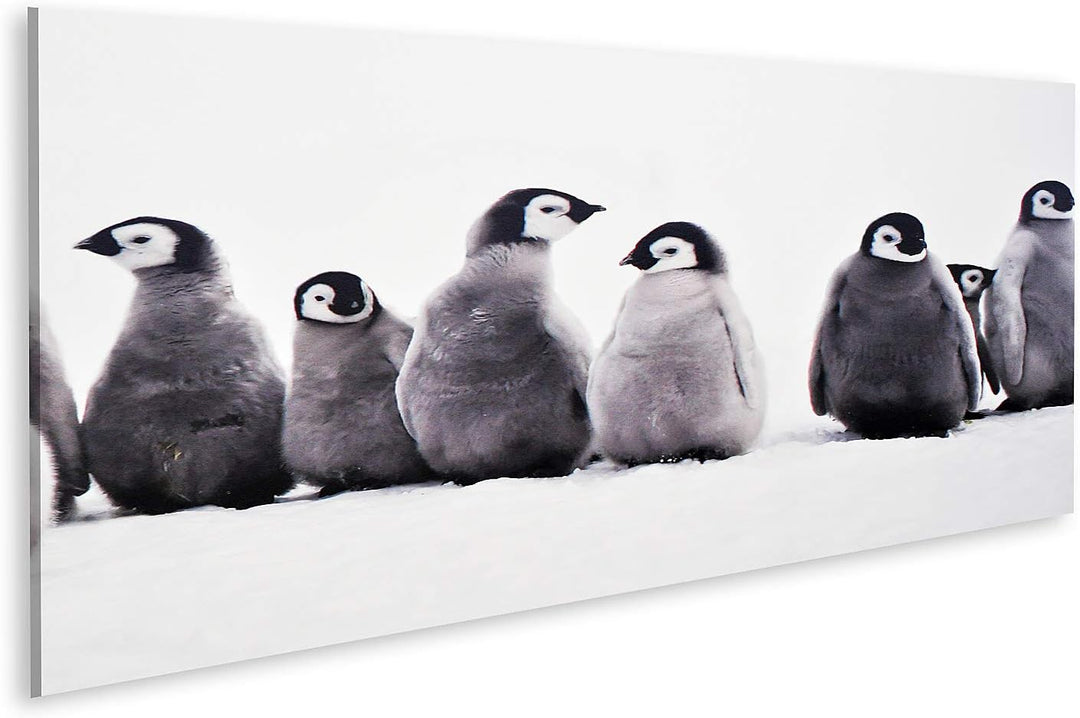 islandburner Bild auf Leinwand Junge Pinguine Baby Junge Pinguine Baby Eissonne Bilder Wandbilder Po