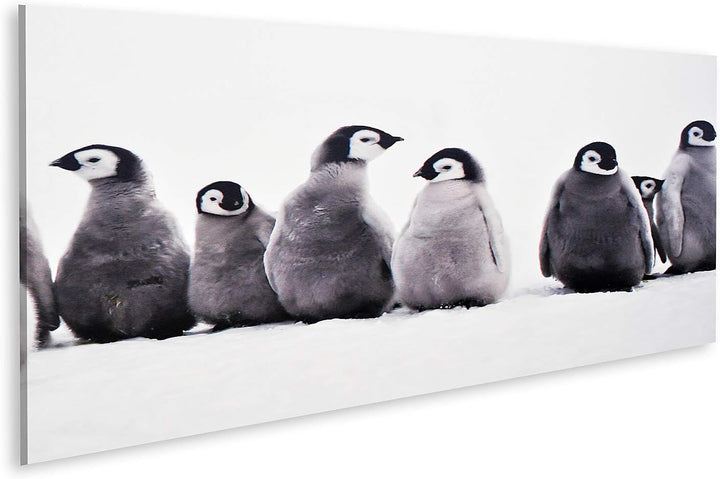 islandburner Bild auf Leinwand Junge Pinguine Baby Junge Pinguine Baby Eissonne Bilder Wandbilder Po