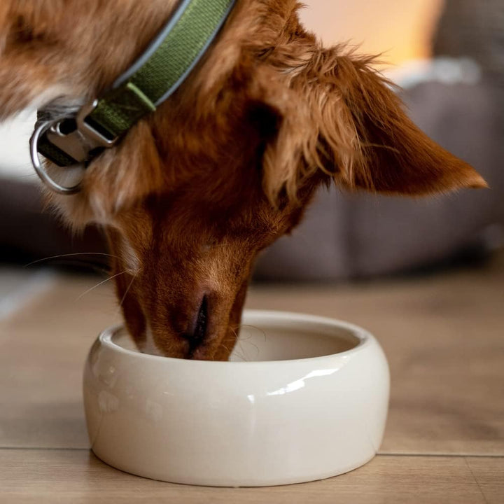 Nobby Keramik Futtertrog für Hunde und Katzen,1000 ml, Creme (Packung mit 2) 1000 ml (Packung mit 2)
