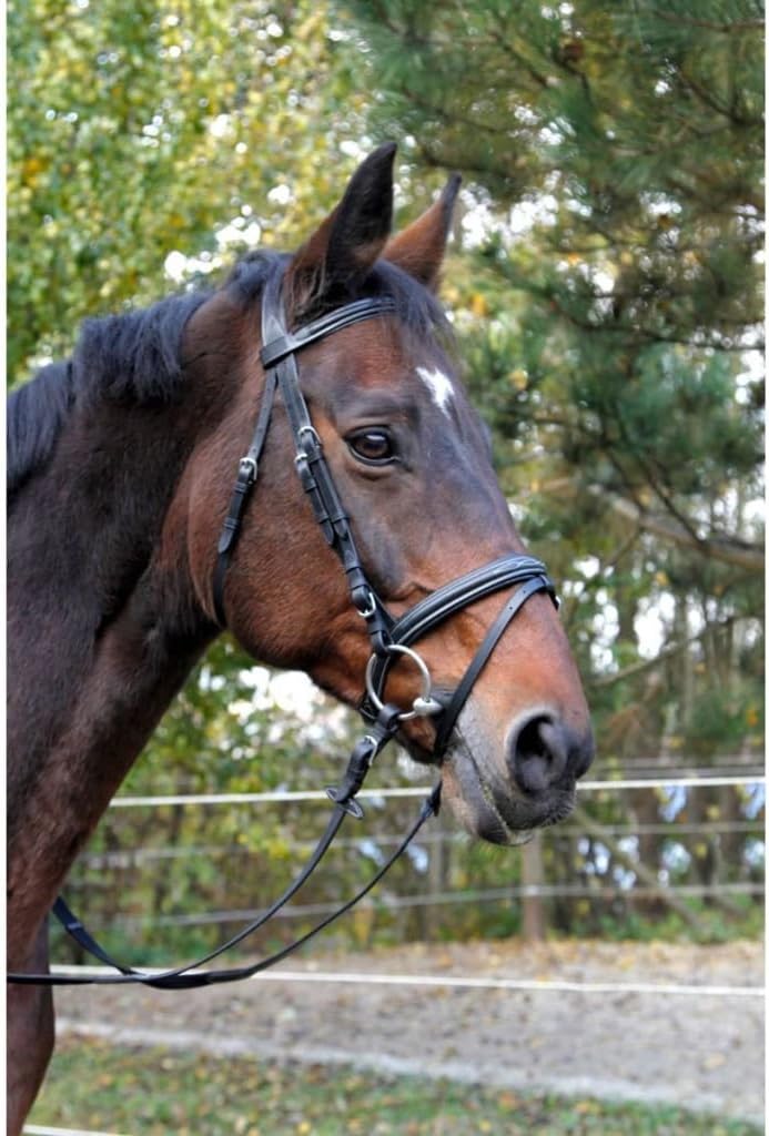 Kerbl 326137 Trensenzaum Classic Leder, Schwarz, Pony Schwarz Pony, Schwarz Pony