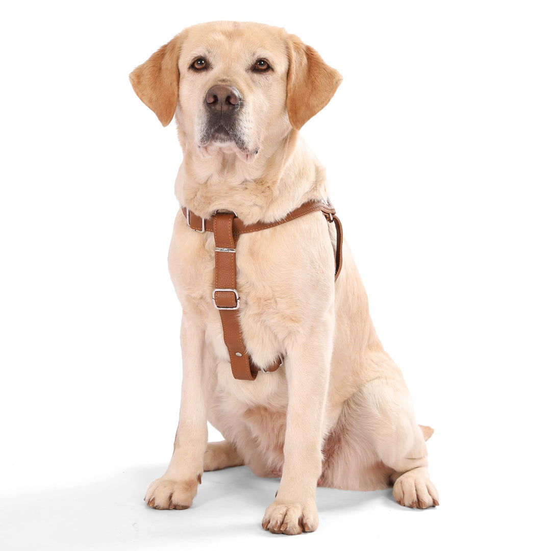 Hundegeschirr Leder Softgeschirr Verstellbare Brustgeschirre Norweger Haustier Ledergeschirr Weichem