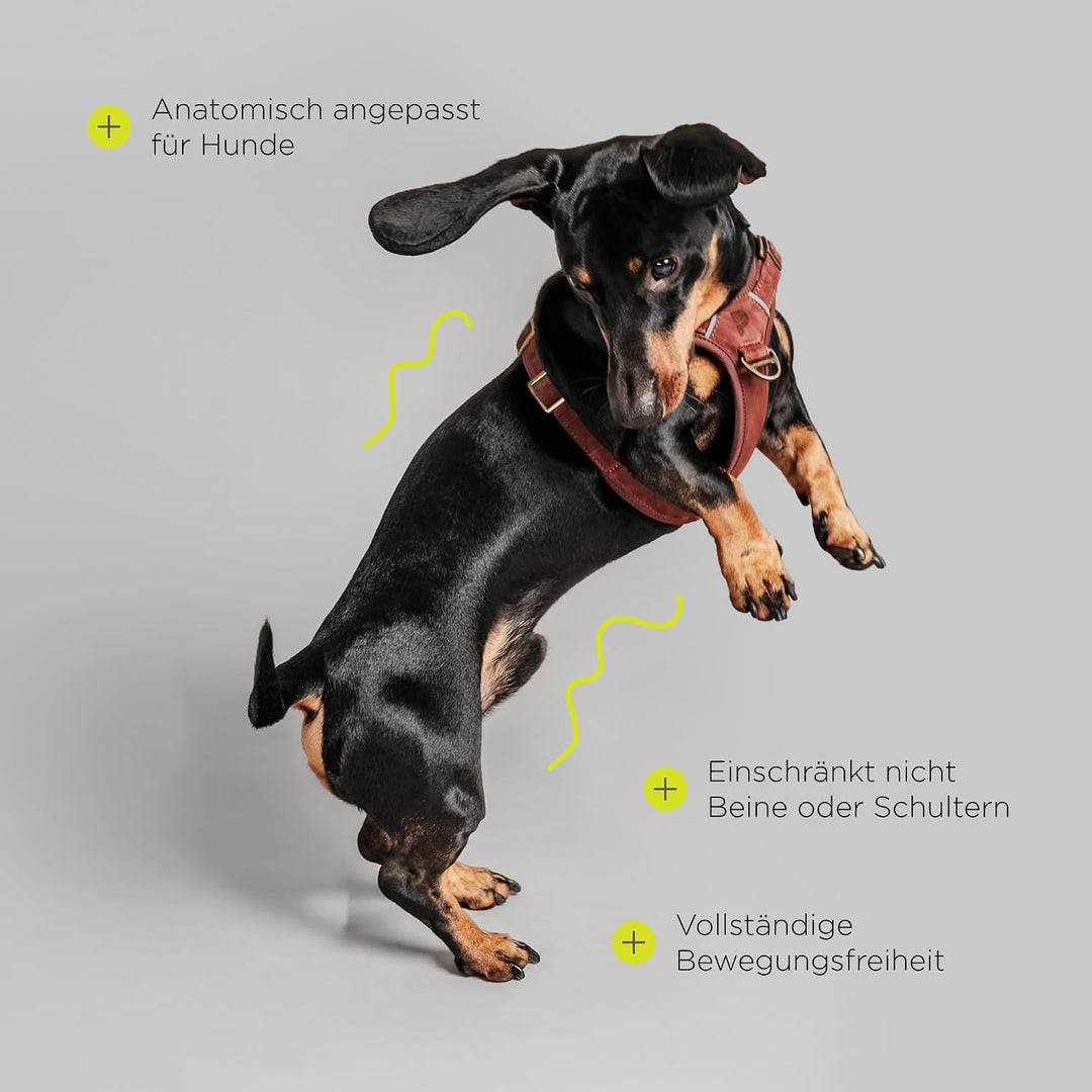 Lord Leder Hundegeschirr mit Guard-Konstruktion, Natürliche Rindsleder, für Sehr Kleine Hunde und We