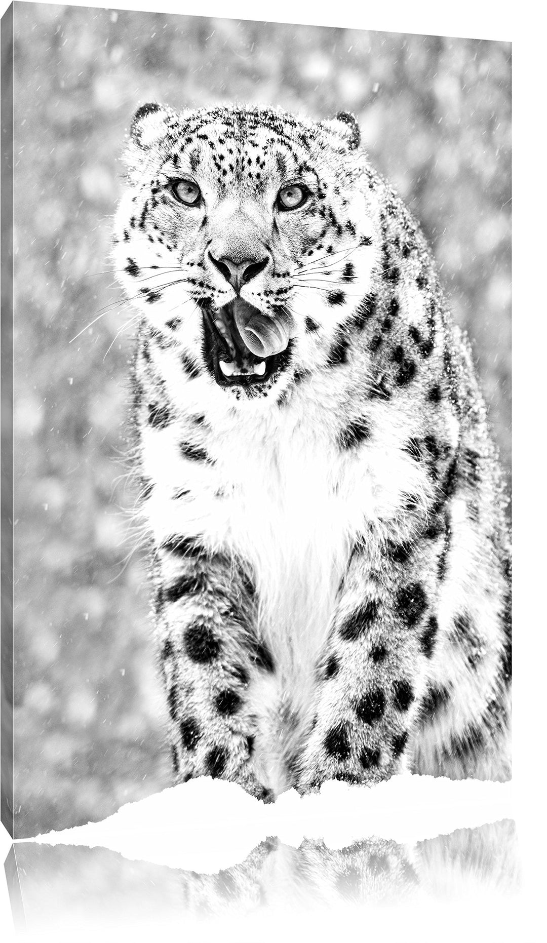 Pixxprint Leopard im Schnee Kunst B&W / 100x70cm Leinwandbild bespannt auf Holzrahmen/Wandbild Kunst