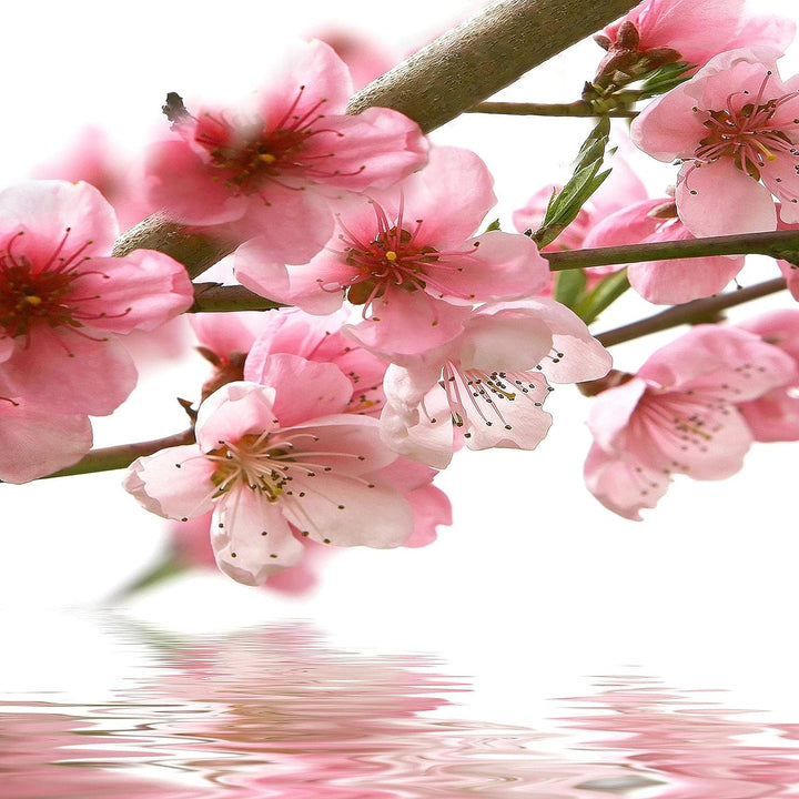 Runa Art Wandbilder Blumen Sakura Bild XXL Wohnzimmer Schlafzimmer Rosa Kirschbaum 120 x 80 cm 3 Tei
