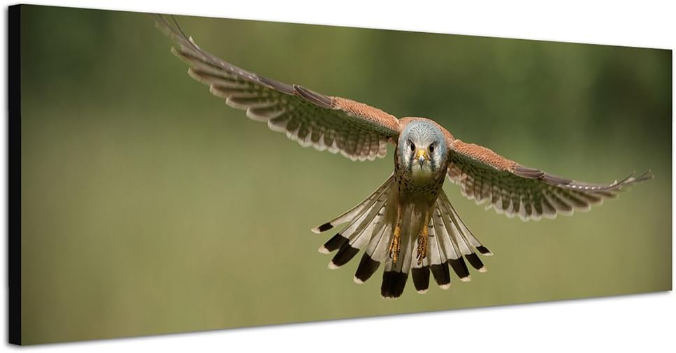 Paul Sinus Art Panoramabild auf Leinwand und Keilrahmen 120x40cm Falke Vogel Flug Holzpfahl