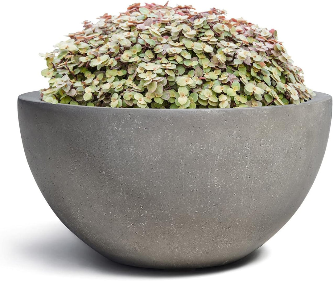 ESCHBACH® Pflanzkübel Low Egg Pot 50 Beton Grau Schale * 45 x 45 x 22 cm * 10 Jahre Garantie 45x45x