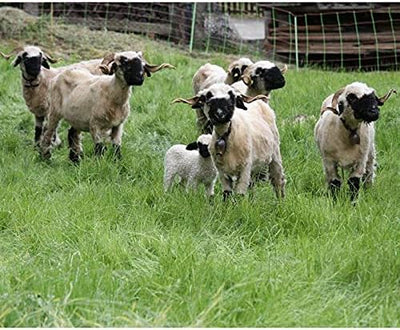 VOSS.farming 50m Eurozaun-Kombinetz, 106cm, 2 Spitzen Schafzaun Schafnetz Weidezaun Weidenetz